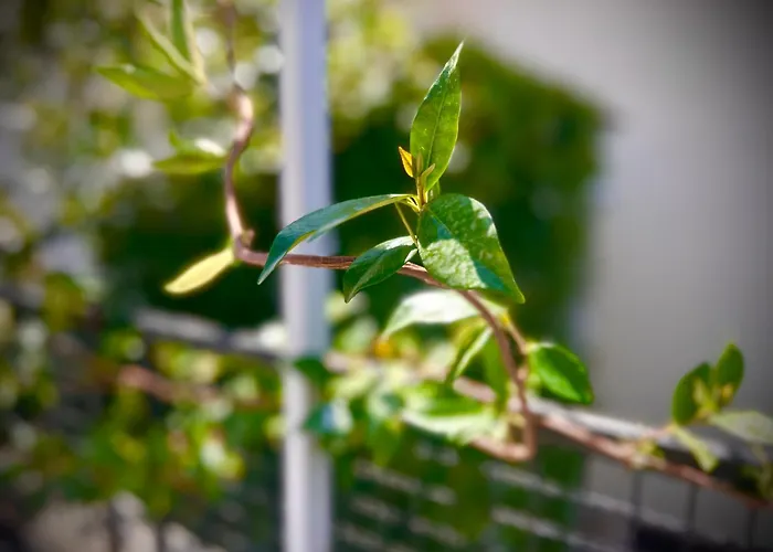 Budget Retreat & 호텔 *